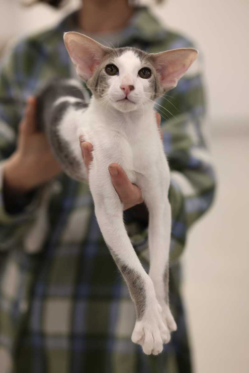 Romeo Oriental Shorthair male blue bicolour spotted tabby - live animals