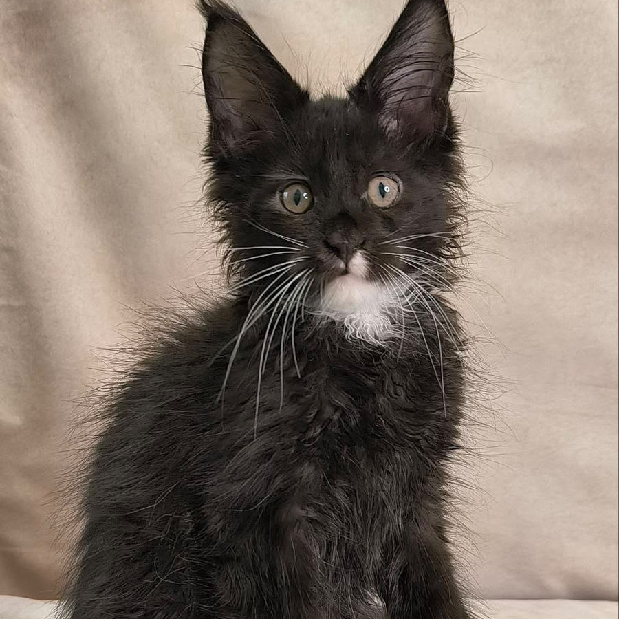 Nandi Maine Coon male, black with white