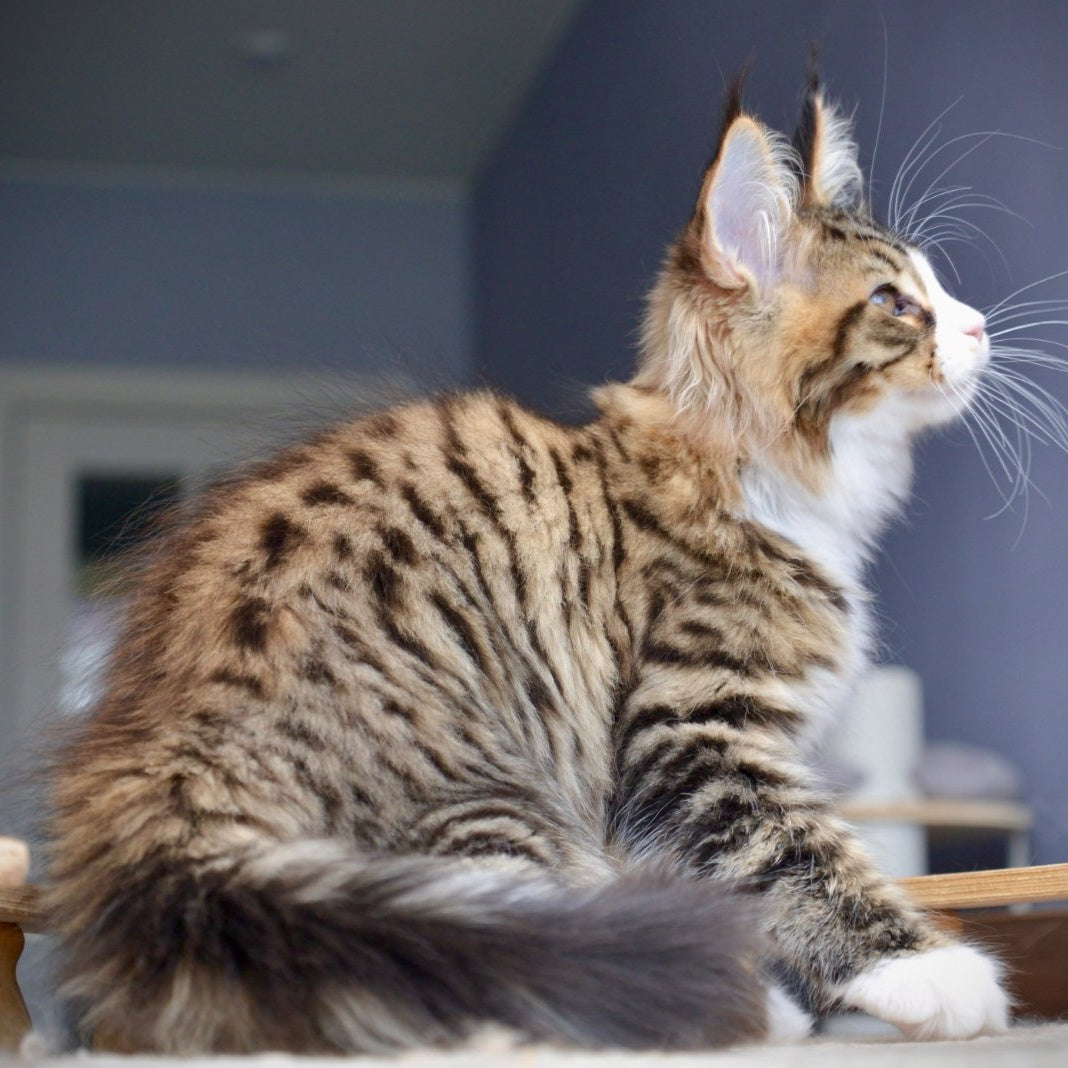 Bright Star Maine Coon male, black with white spotted tabby