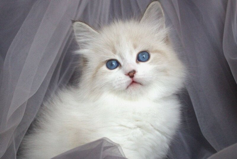 Faraon Siberian male, black bicolour tabby pointed