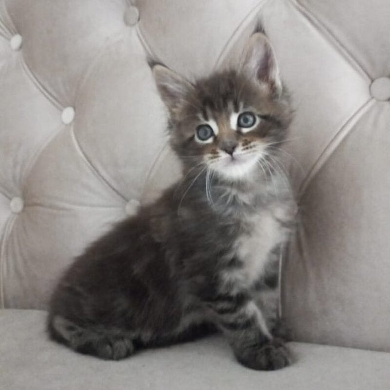 Norman Maine Coon male, black tabby