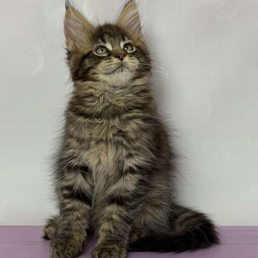 Fanta Maine Coon female, black spotted tabby