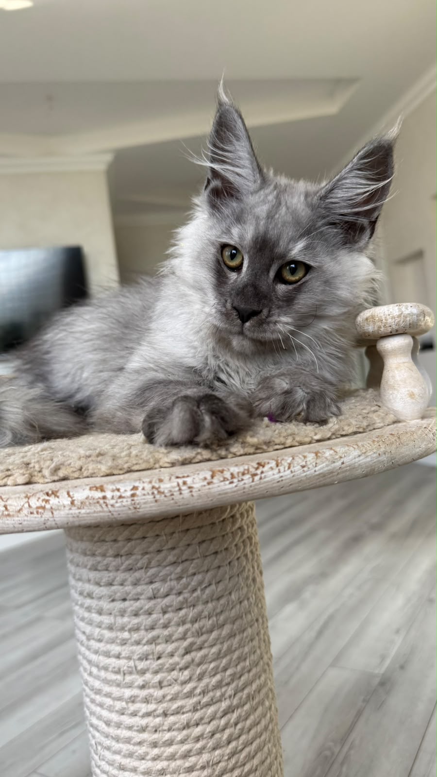 Pirat Maine Coon male, black silver