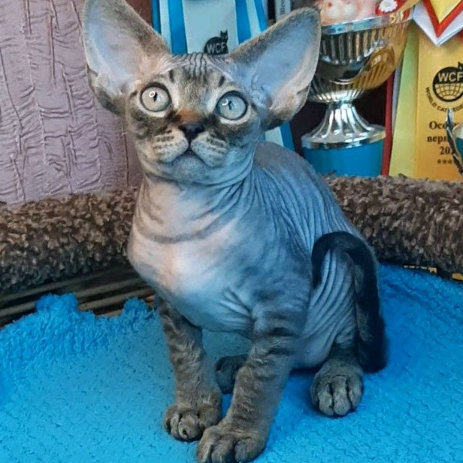 Gregory Devon Rex male, black tabby