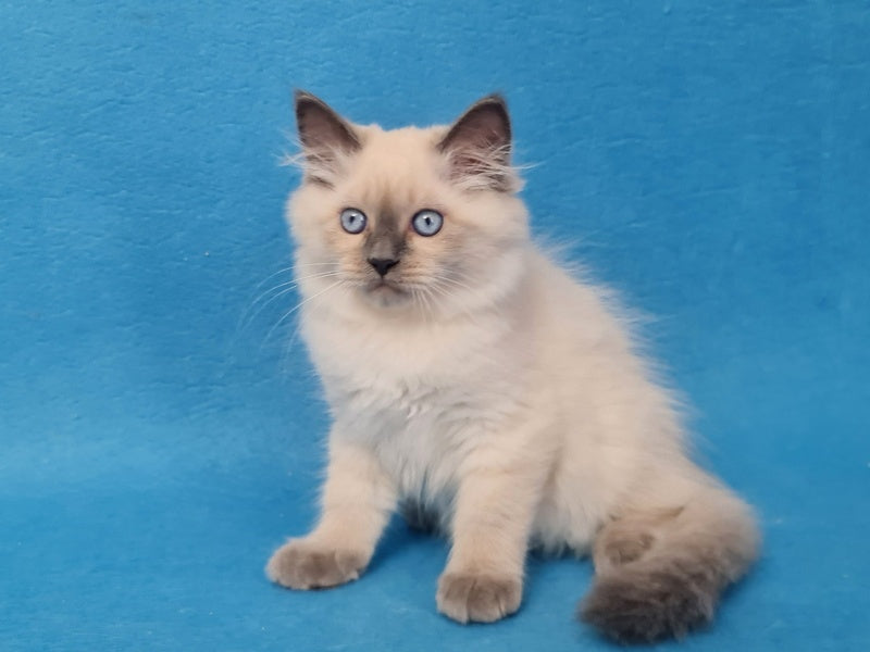 Archie Siberian male black pointed - live animals