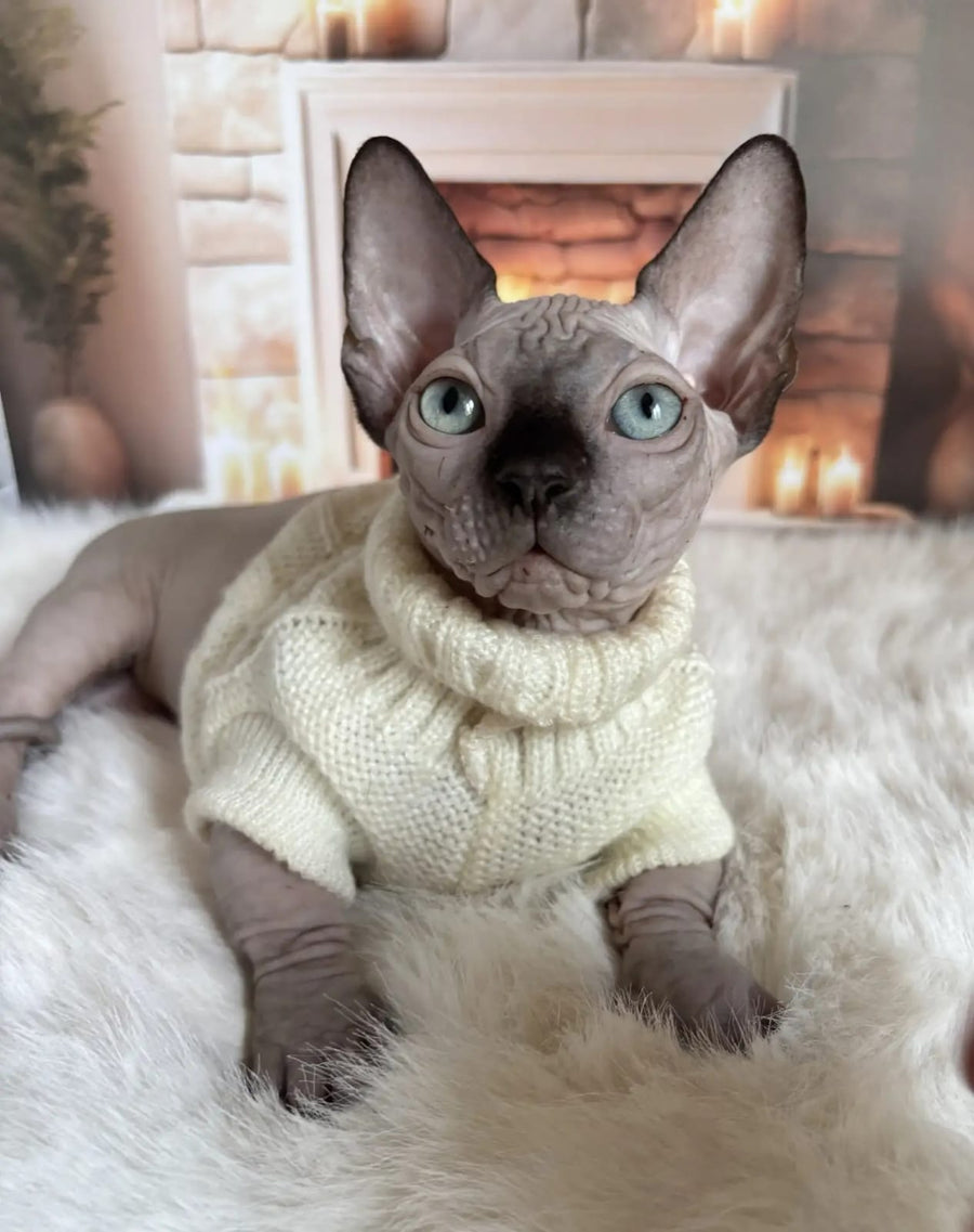 Richi Bambino male black pointed - live animals
