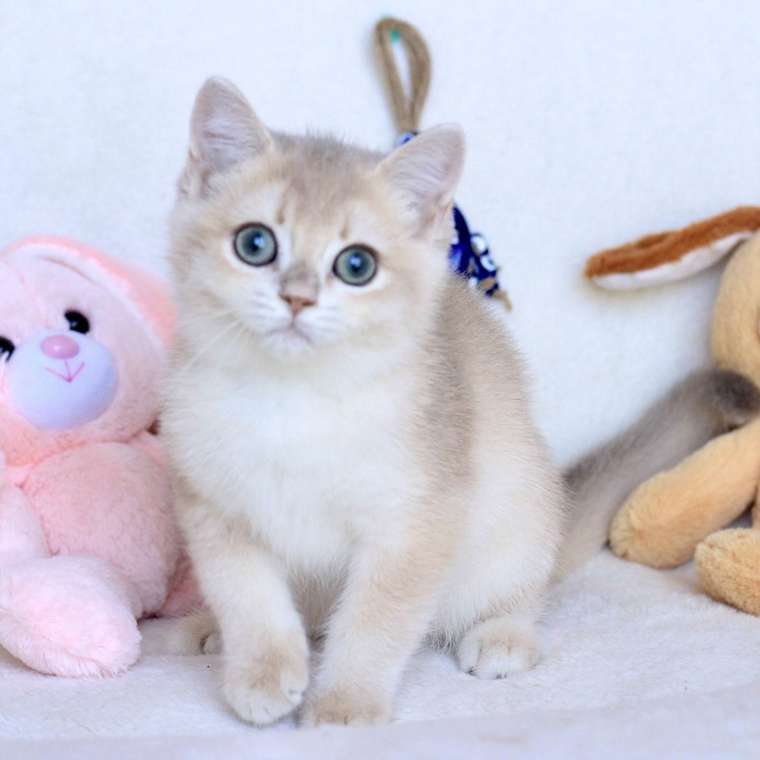 Webster British Shorthair male, blue golden chinchilla