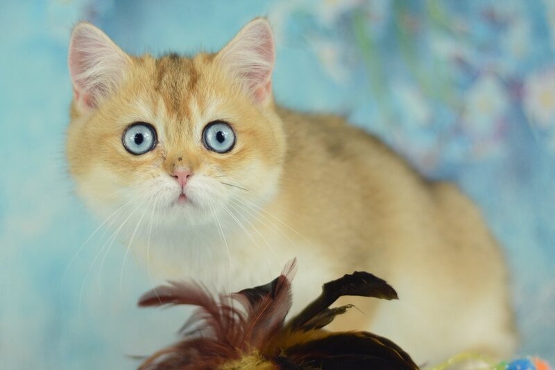 Diana British Shorthair female, black golden shaded with white