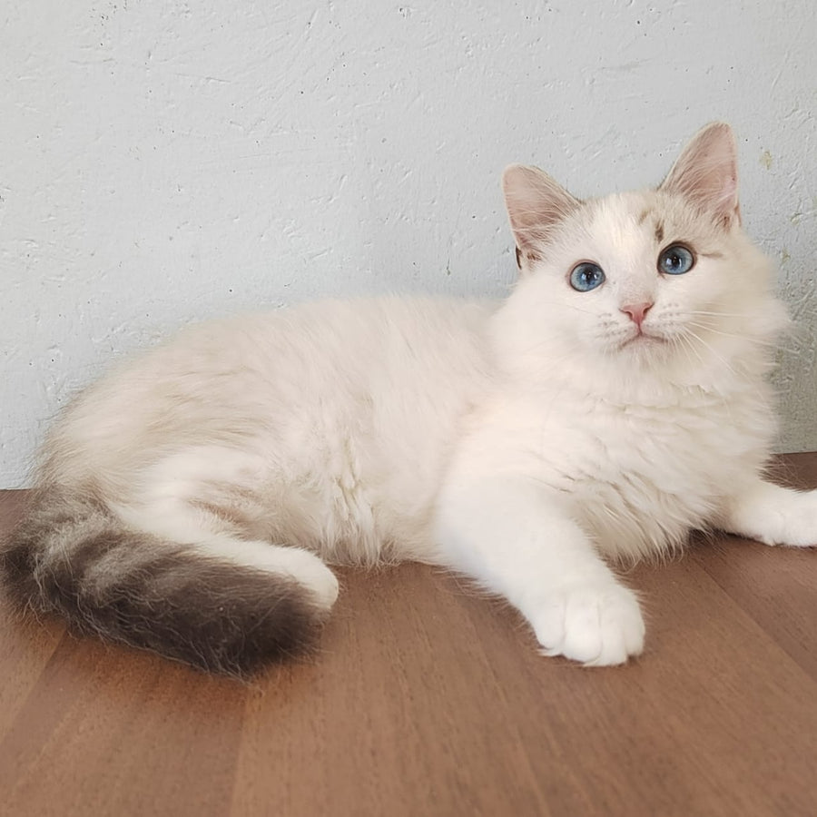 Izium Siberian male, blue tabby pointed bicolour