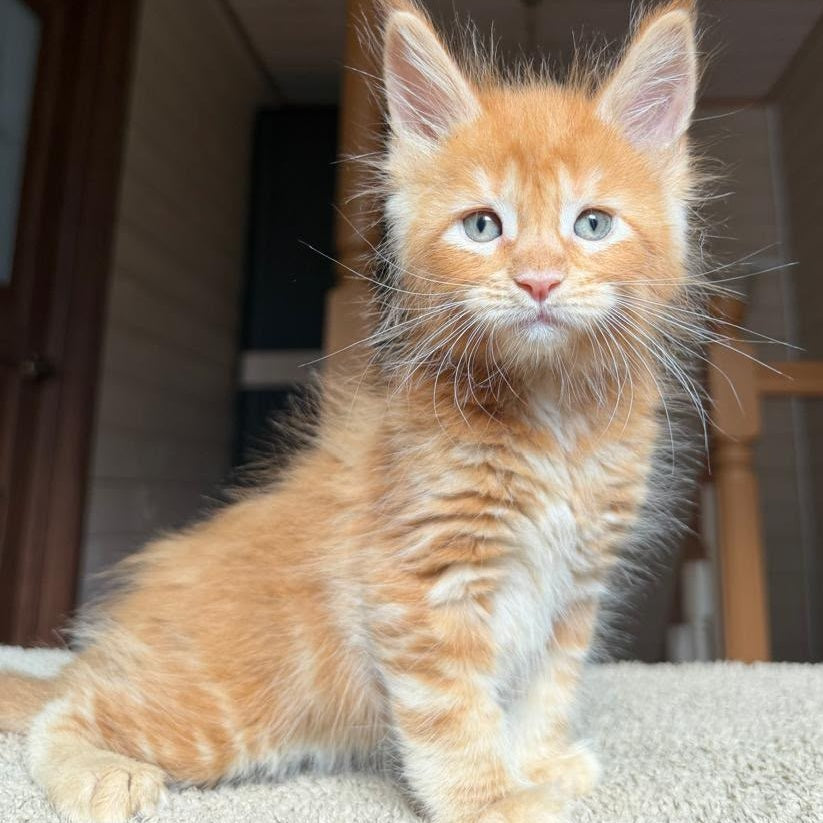 Amur Maine Coon male, red tabby with white