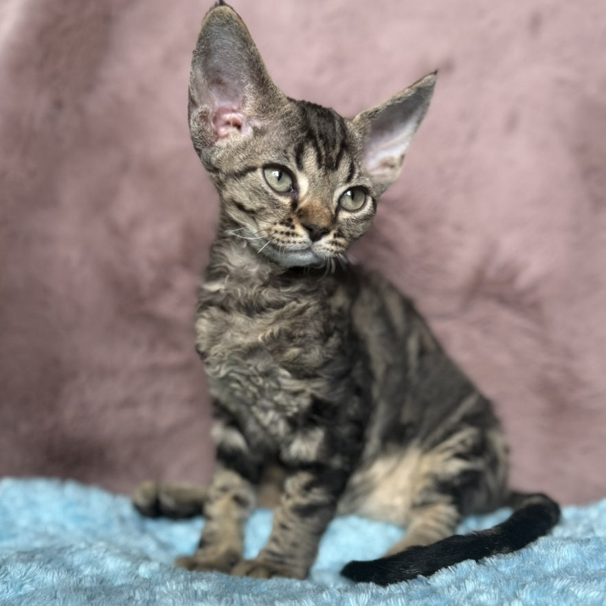 Xanti Devon Rex female, black tabby