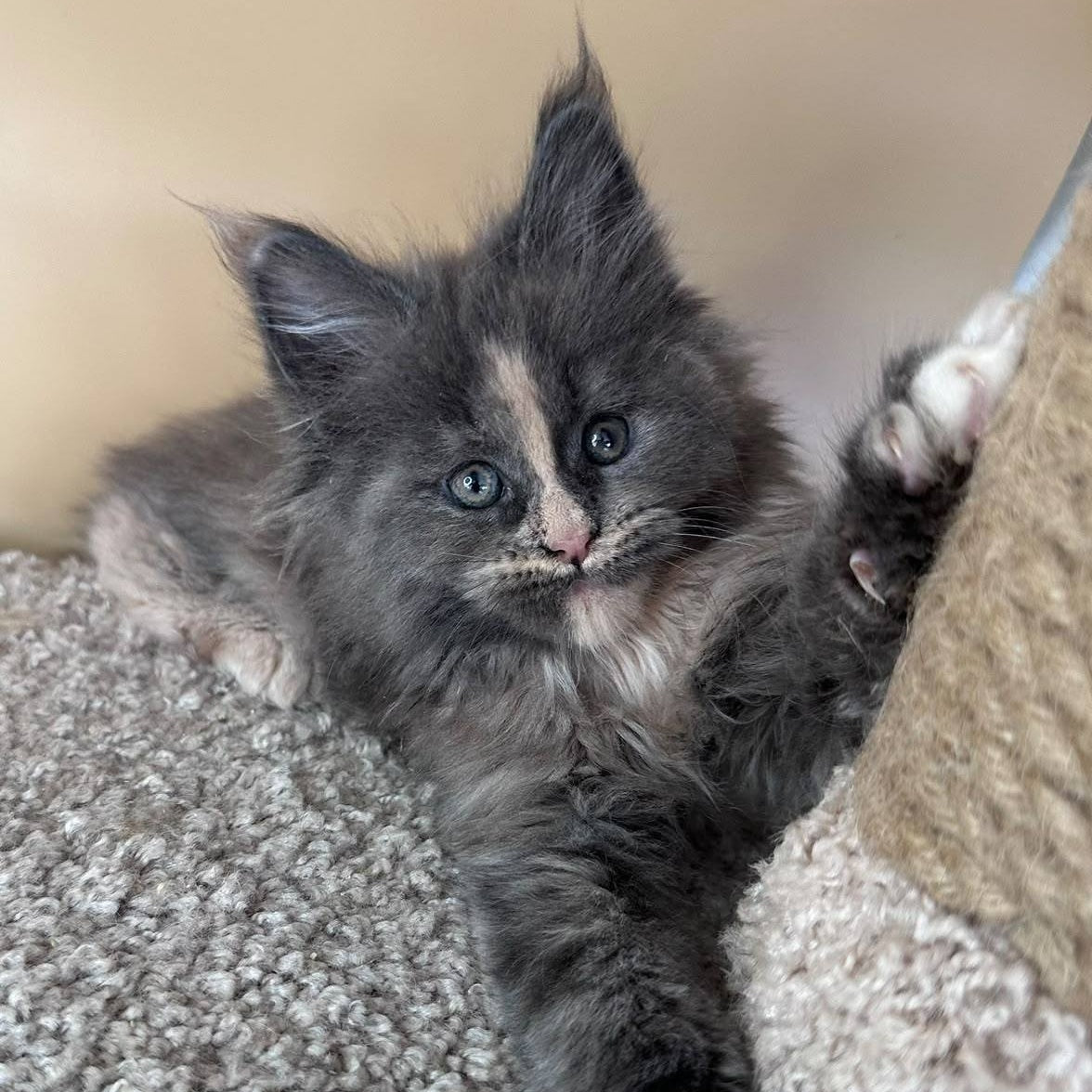 Vivian Maine Coon female, blue tortie with white