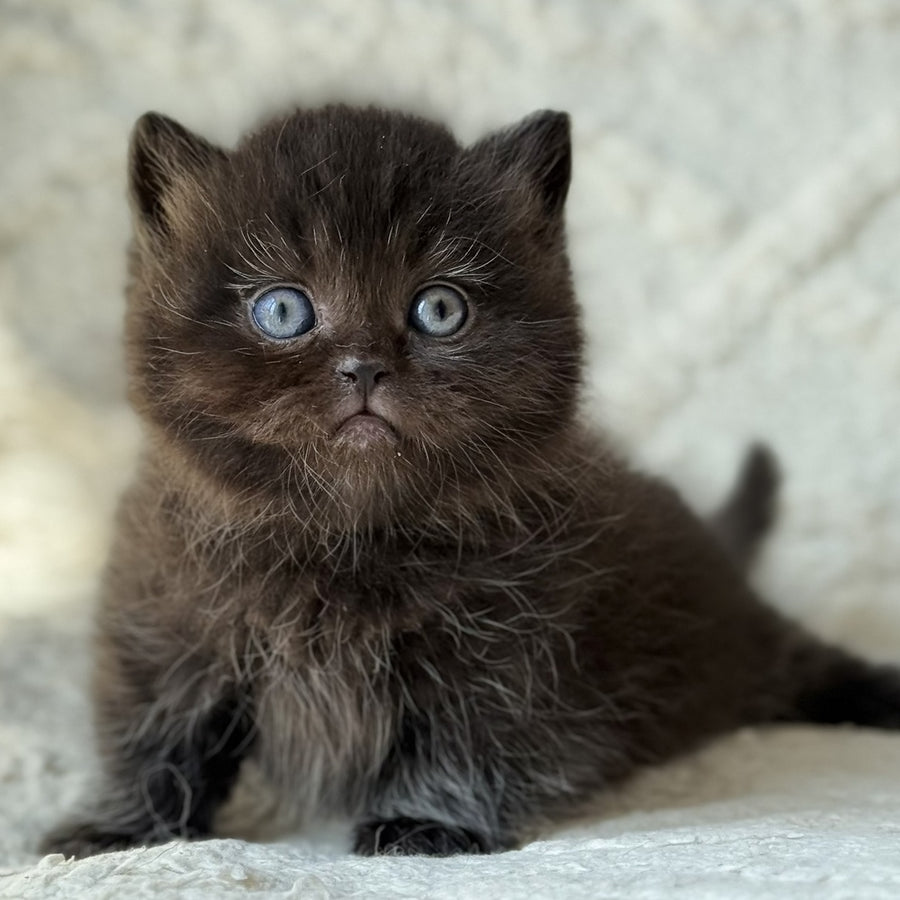 Michael Munchkin male, black