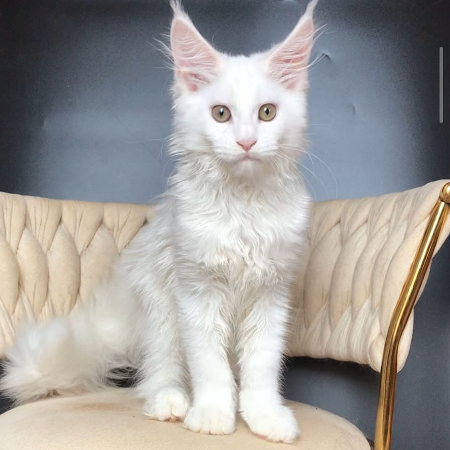 Xia Maine Coon female, white
