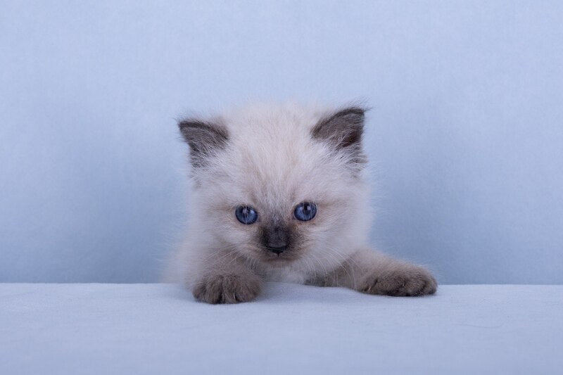 Iriska Siberian female, black tabby pointed