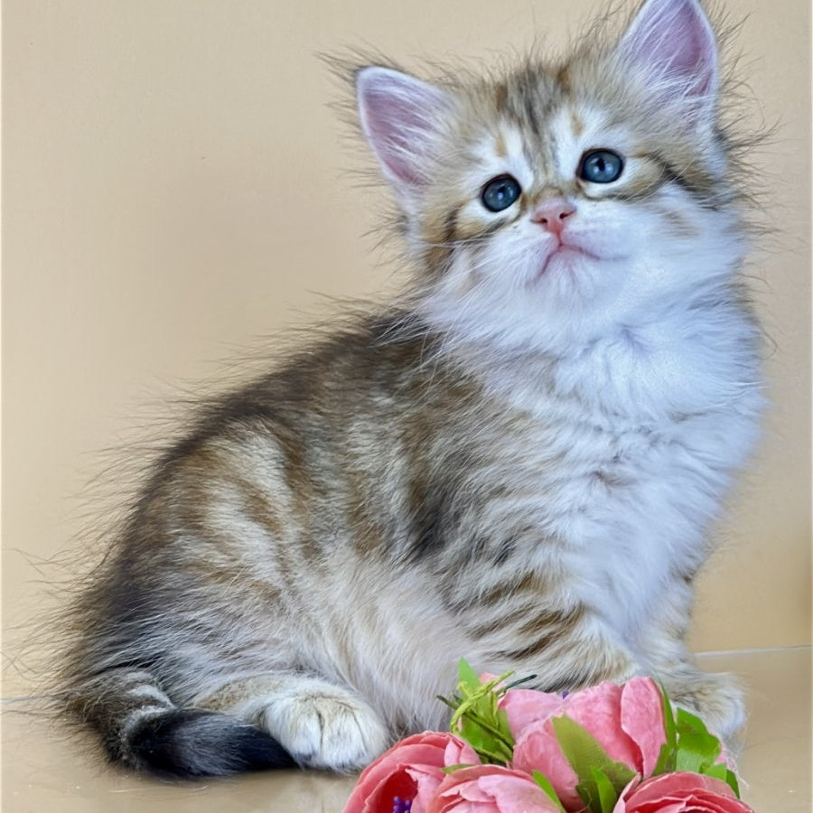 Yuna Siberian female, black golden tabby