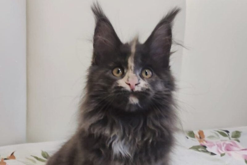 Enigma Maine Coon polydactyl female, blue tortie with white