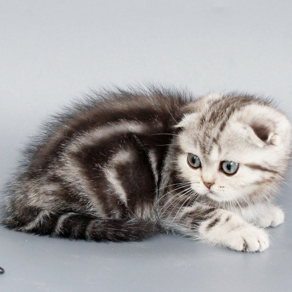Zhizel Scottish Fold female, black silver tabby