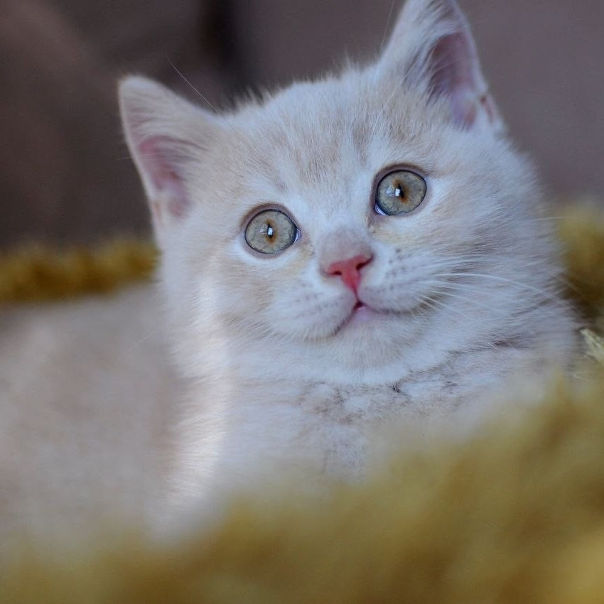 Stepashka British Shorthair male, cream