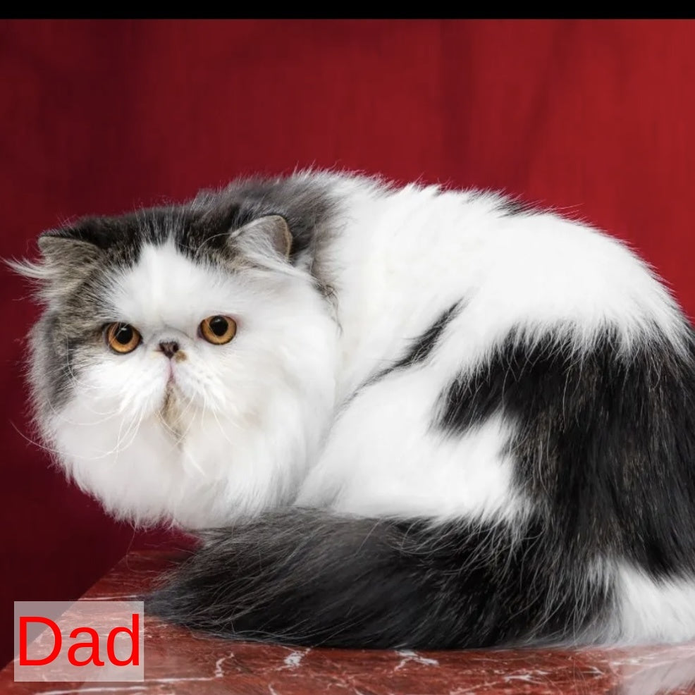 Yasia Persian female, blue tortie bicolour