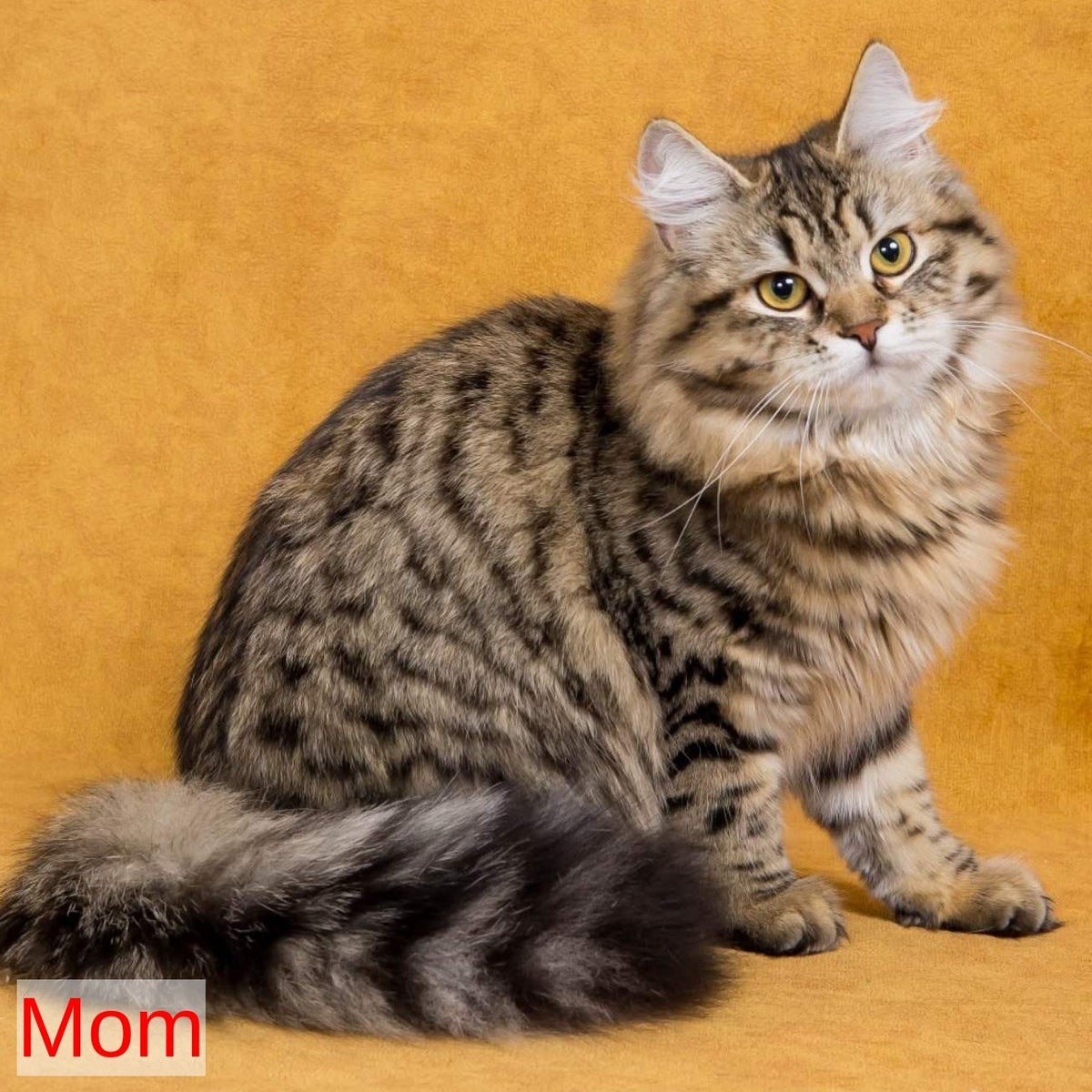 Ksusha Siberian female, black spotted tabby