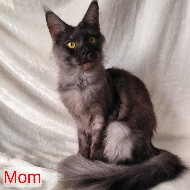 Xanti Maine Coon male, black silver