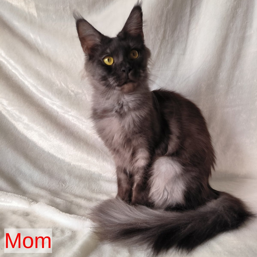 Xander Maine Coon male, black silver