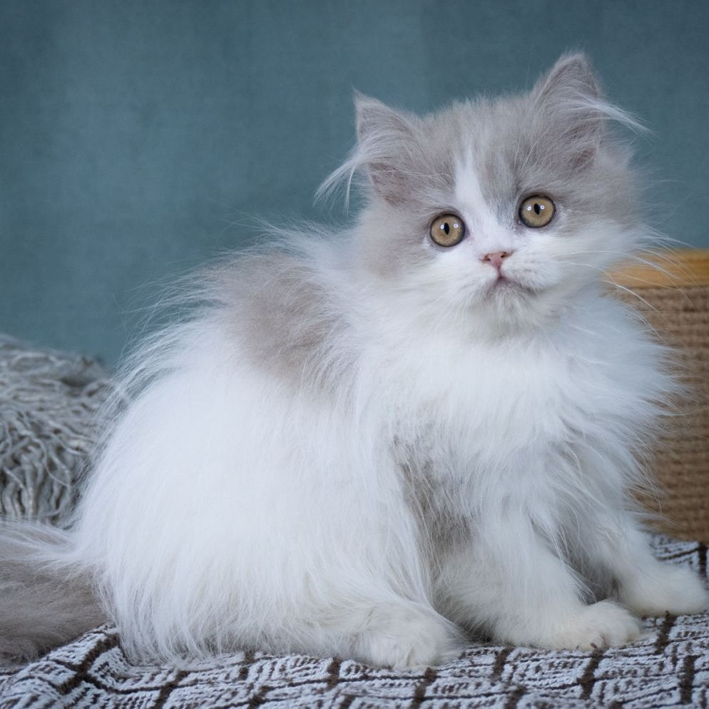 Elektra Selkirk Rex female, lilac harlequin
