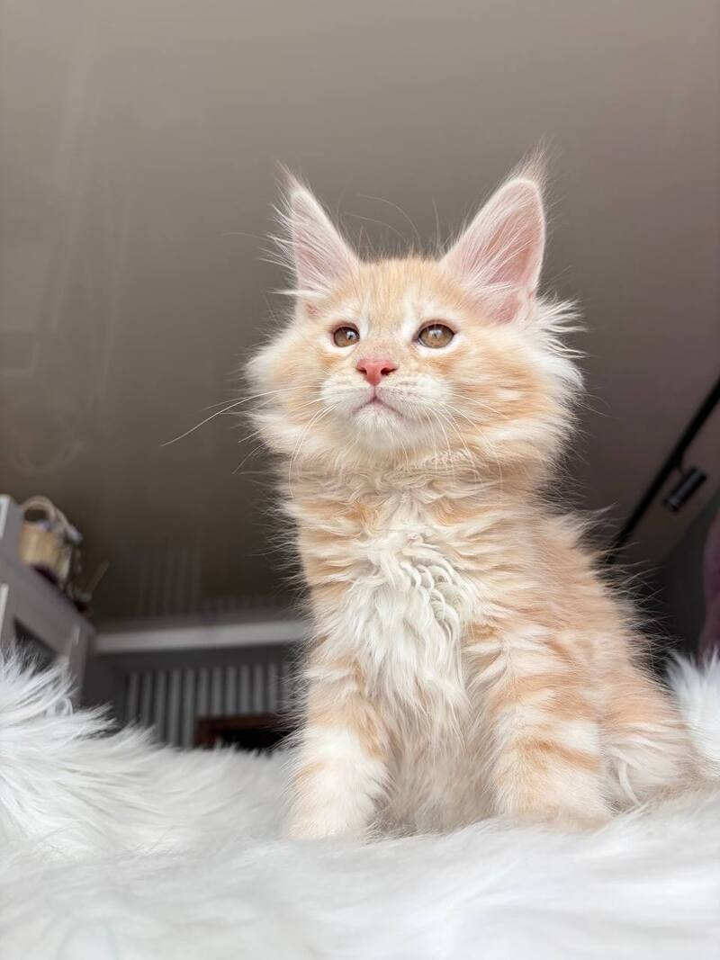 Wisdom Maine Coon male, cream silver tabby