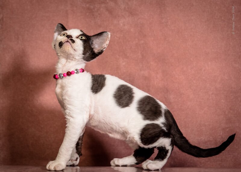 Lelya Devon Rex female, black harlequin