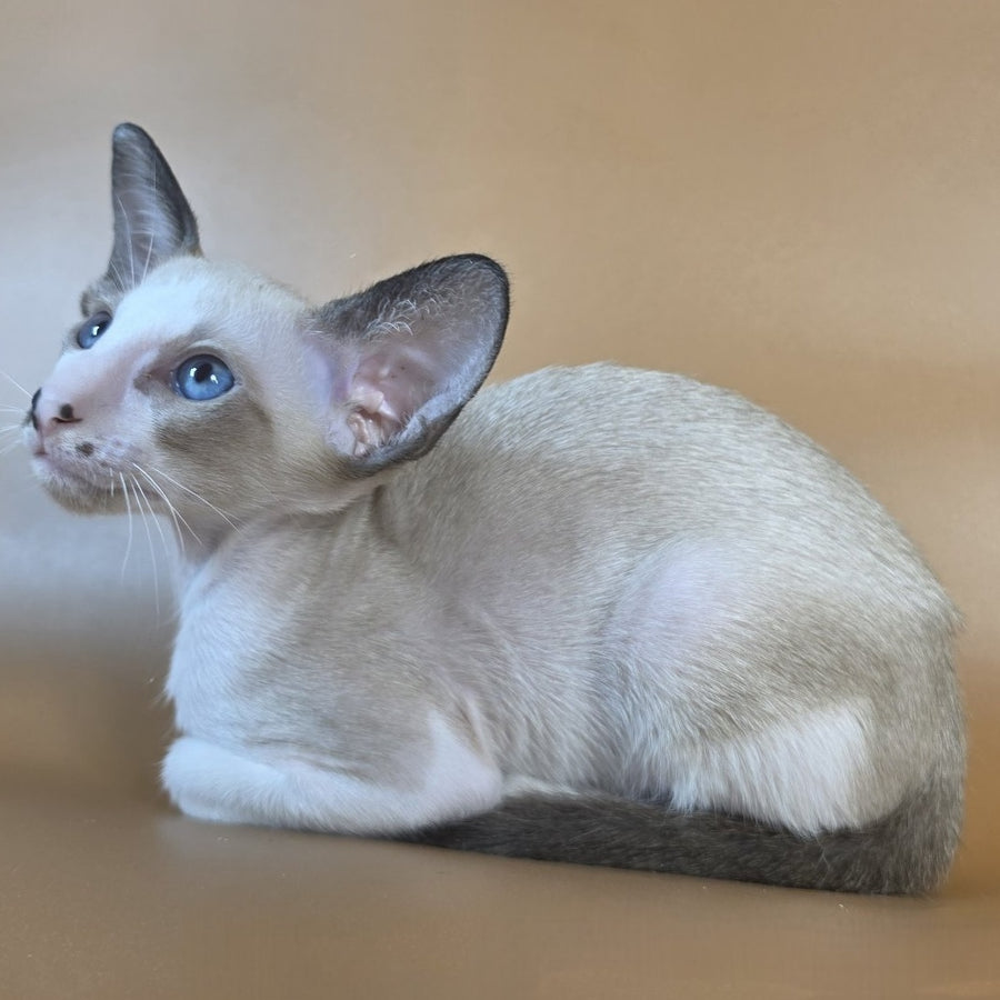 Cheesecake Oriental Shorthair male, black mitted