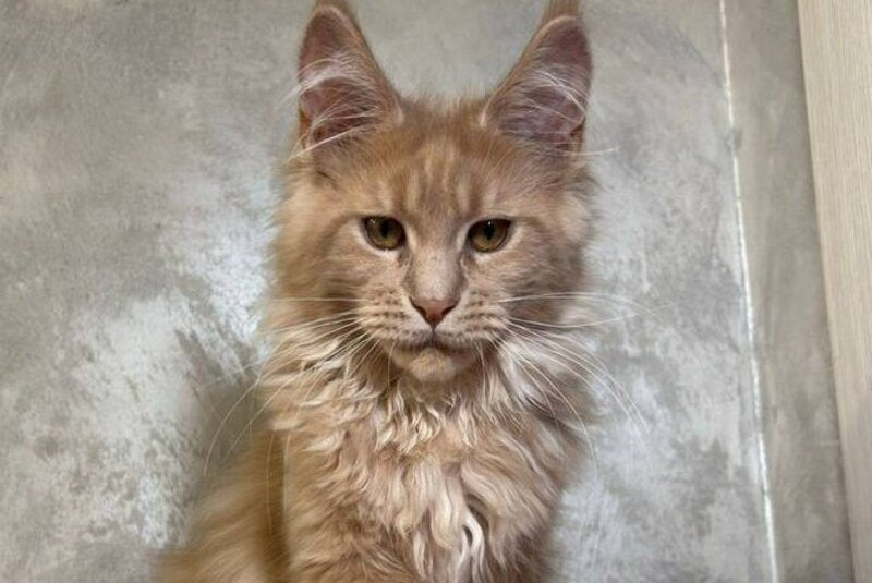Buster Maine Coon male, cream