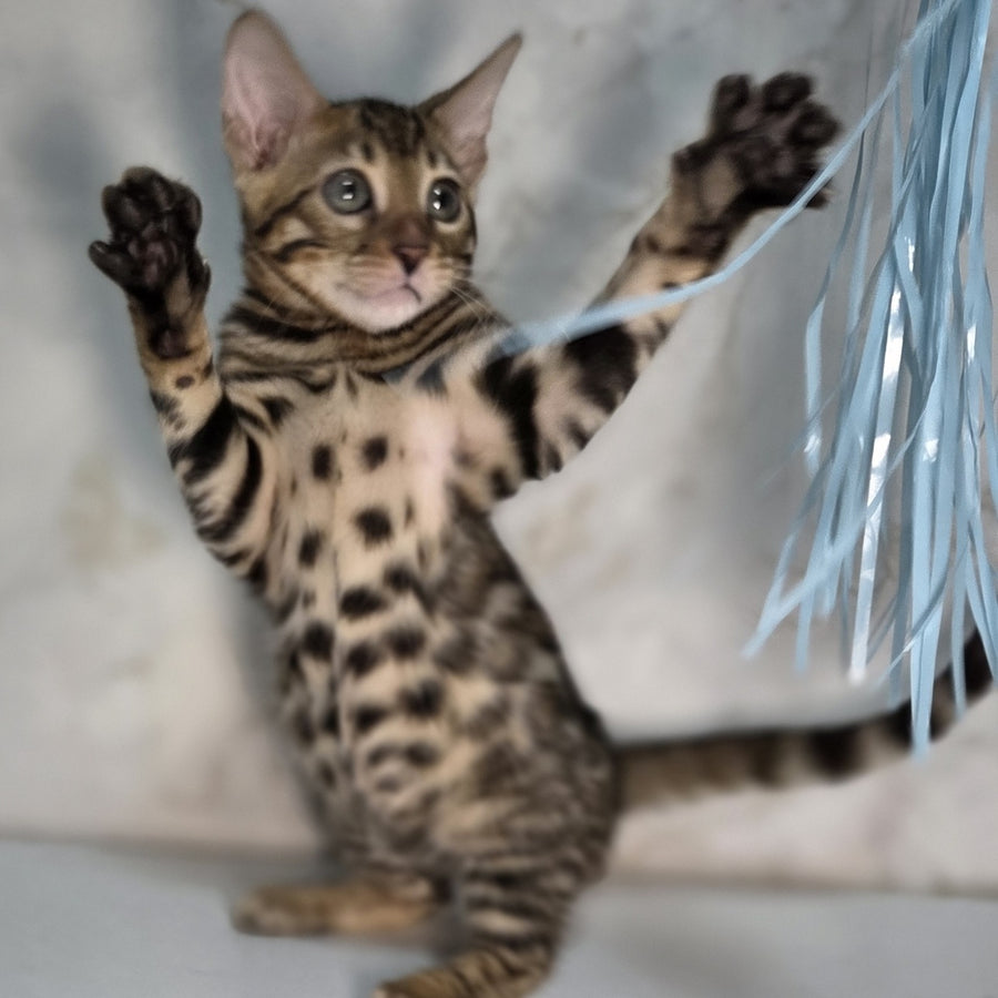 King Bengal male, black spotted tabby