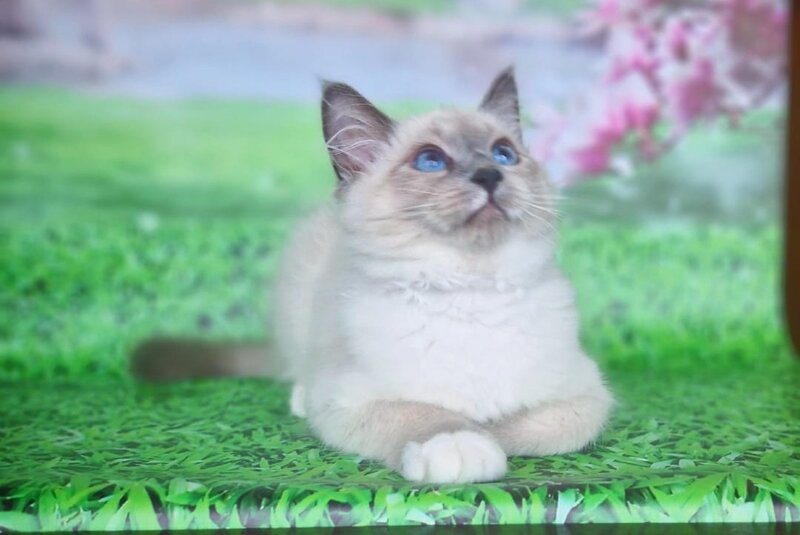 Corby Siberian male, blue with white pointed