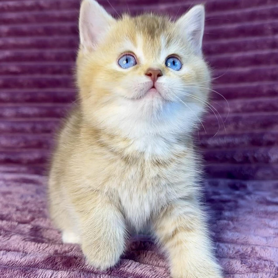 Eden British Shorthair female, cinnamon golden shaded with white