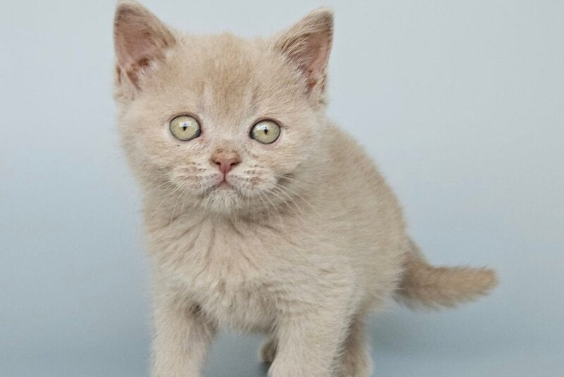 Ami British Shorthair female, fawn