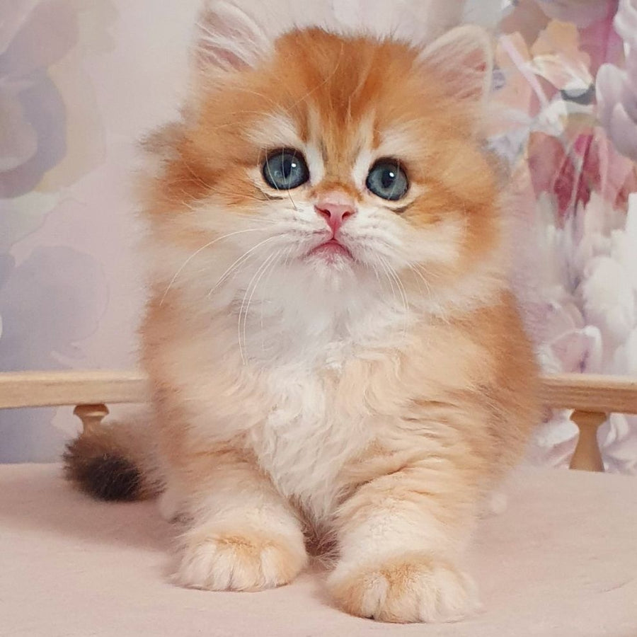 Dallas British Longhair male, black golden chinchilla