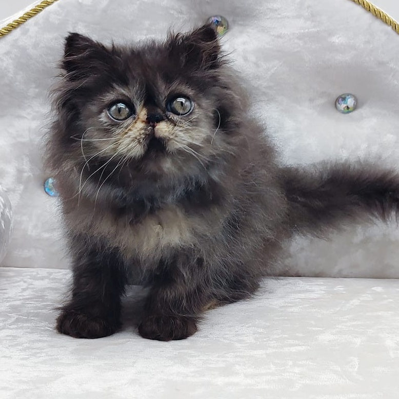 Lily Persian female, black tortie