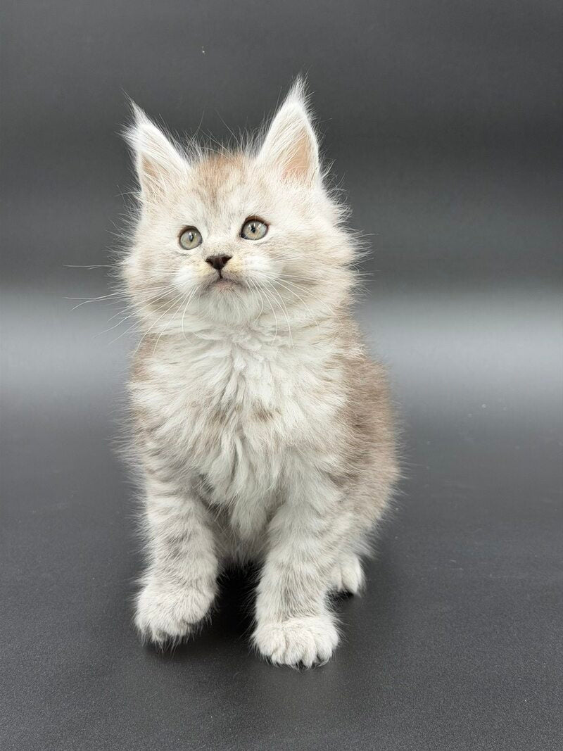 Ronald Maine Coon polydactyl male black silver spotted tabby - live animals
