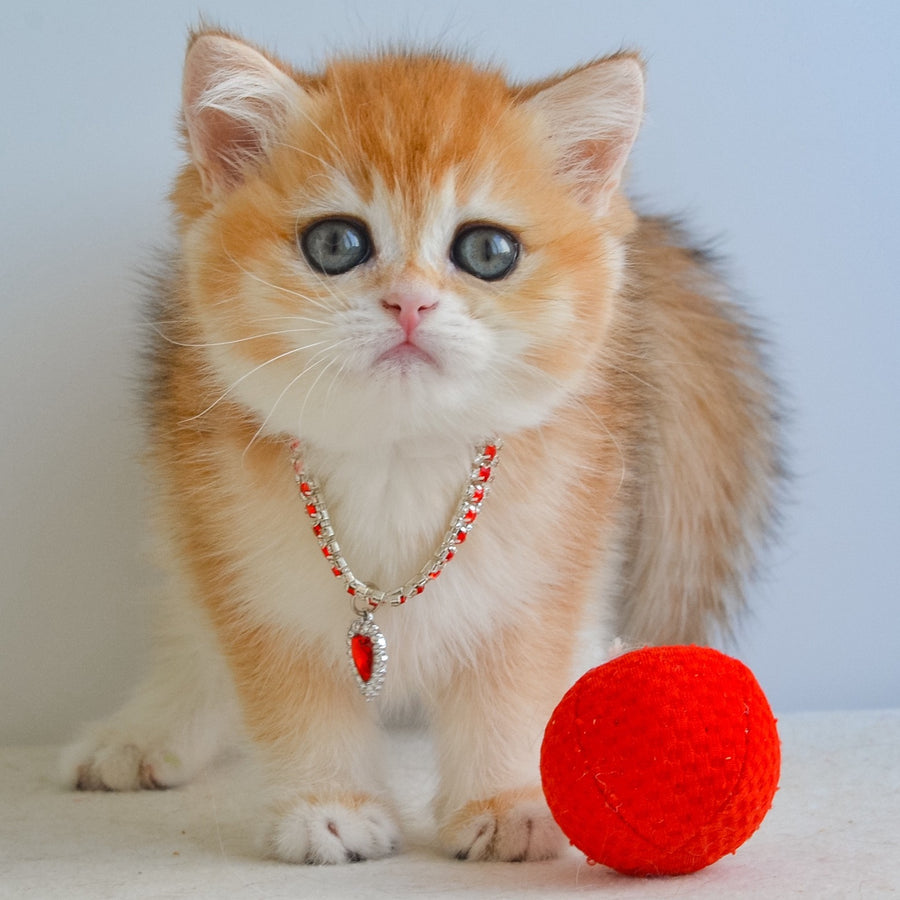 Isabelle British Shorthair female, black golden chinchilla