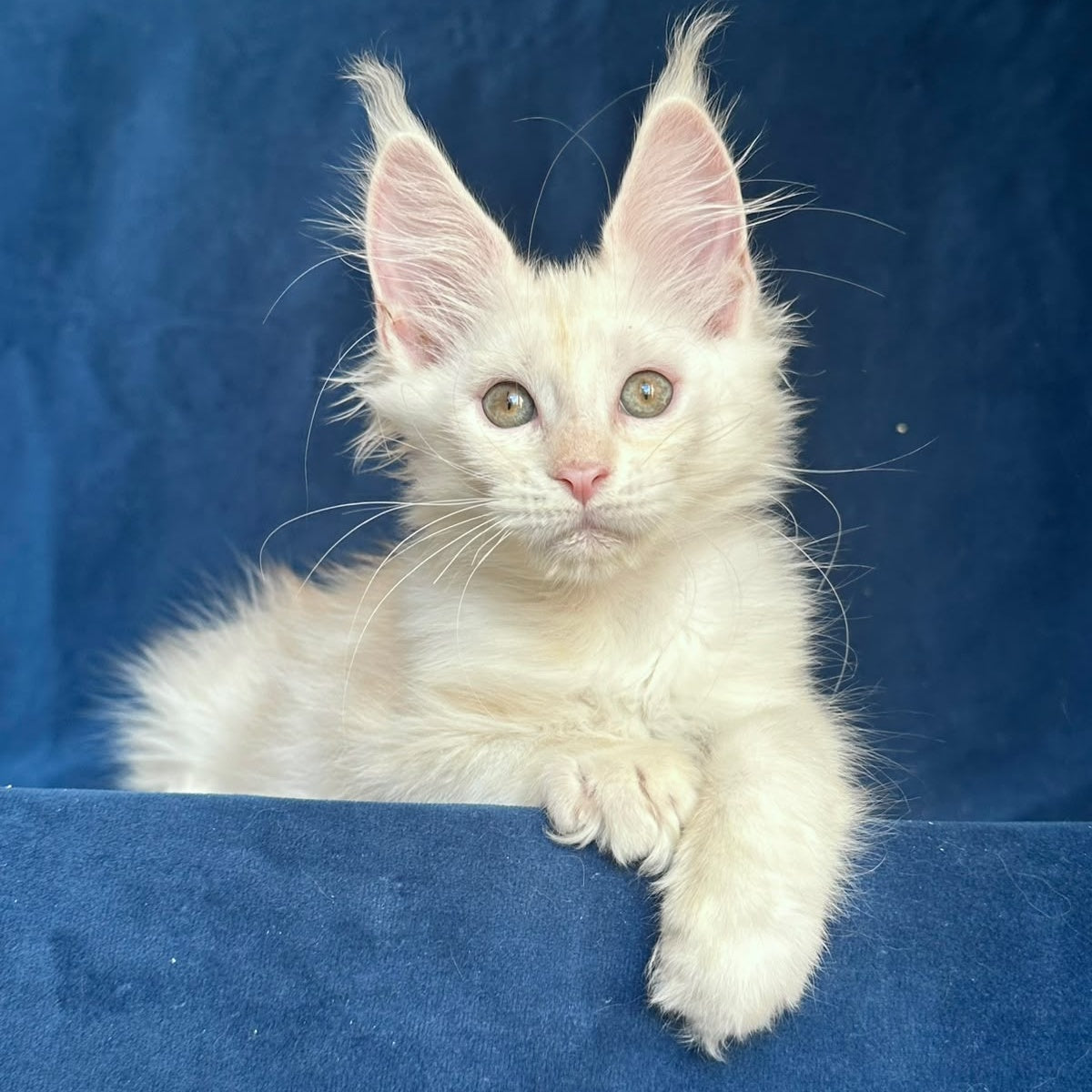 Nessi Maine Coon female, red silver shaded