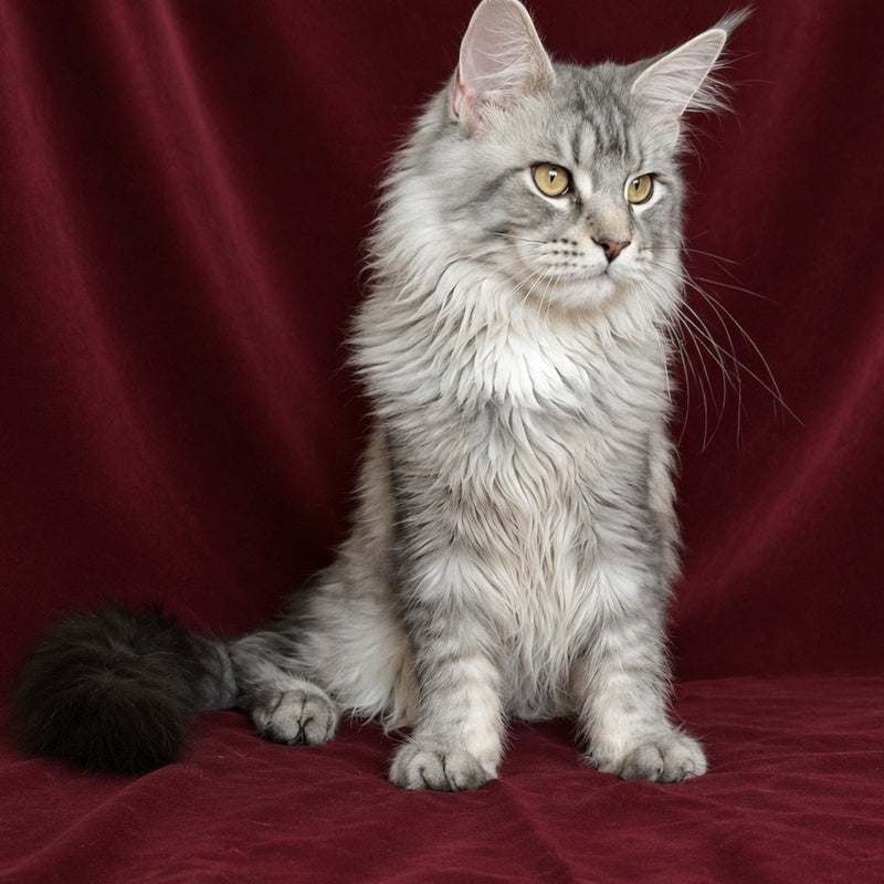 Hoarfrost Maine Coon male, black silver ticked tabby