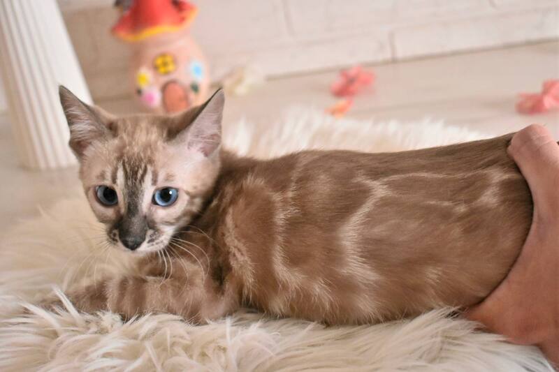 Chuma Bengal female snow mink charcoal - live animals