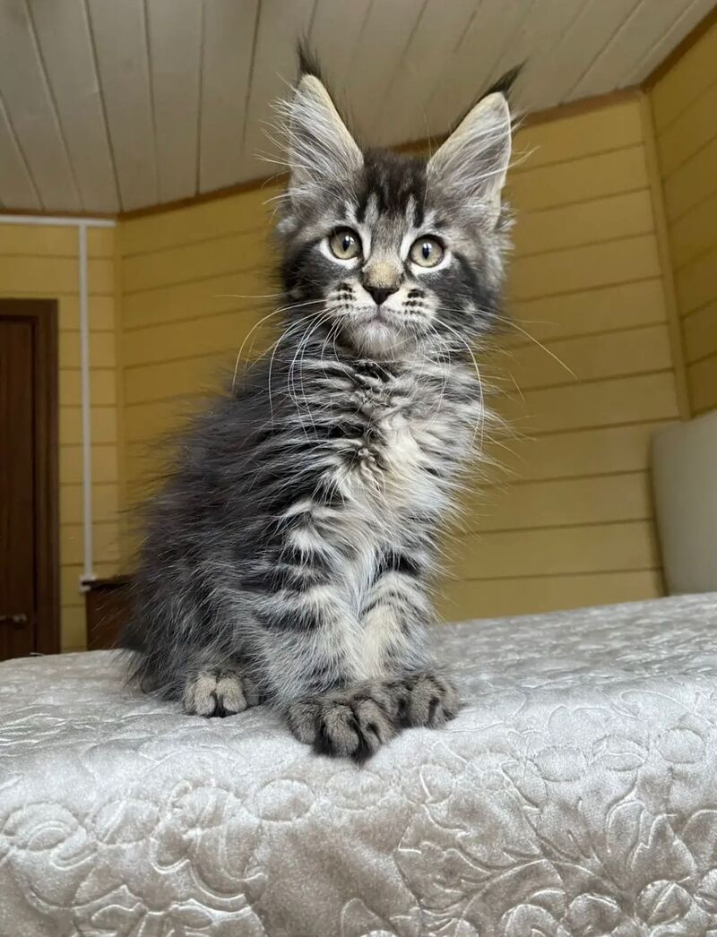Infinity Maine Coon male black tabby - live animals