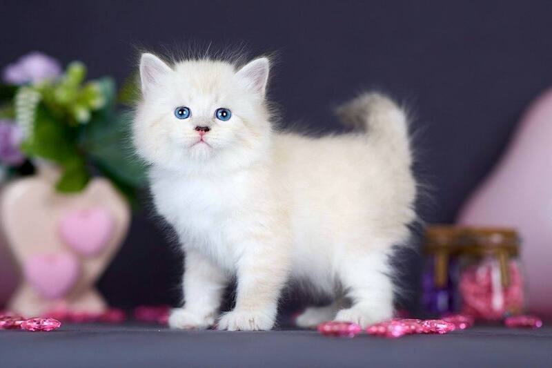 Don Juan Siberian male black silver with white tabby pointed live animals