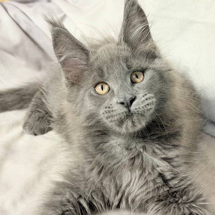 Gatsby Maine Coon male, blue silver