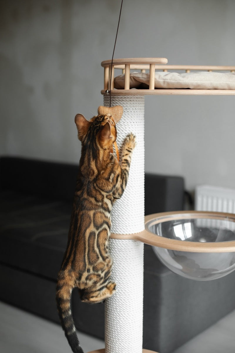 Jaime Bengal male black spotted tabby - live animals