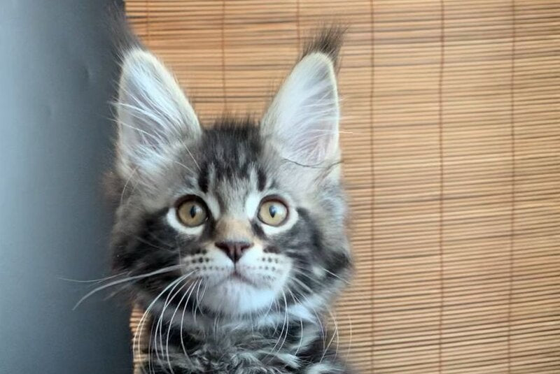 Iliya Maine Coon male black tabby live animals