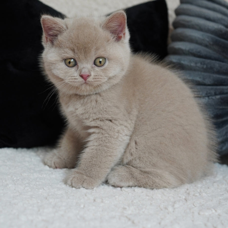 Ulysses British Shorthair male, fawn