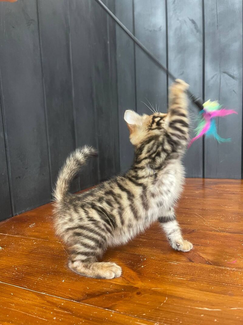 Available Toyger male black tabby - live animals